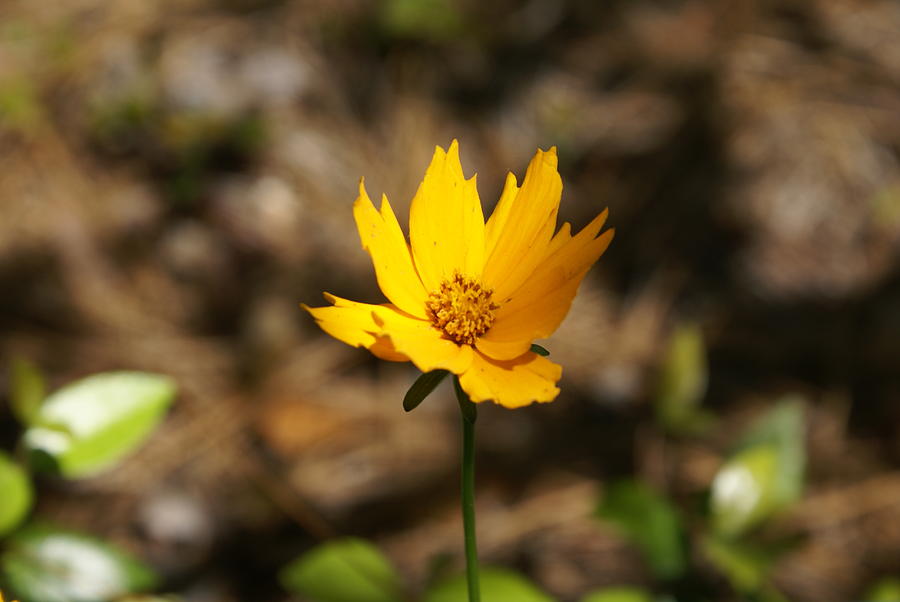 Tiny Bloom Photograph by Heather E Harman Tiny Bloom Photograph by Heather E Harman