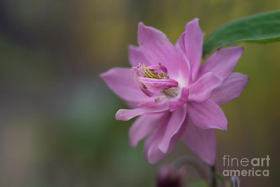 Flowers Still Life Photograph - Tiny Blossom Close-up by Nancy Gleason