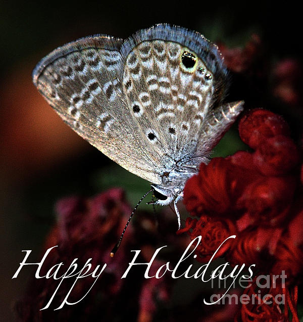Tiny Blue Butterfly Happy Holidays  Photograph by Ruth Jolly