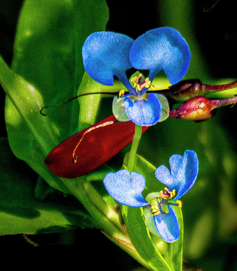 Tiny Blue Flower Photograph by Don Durfee