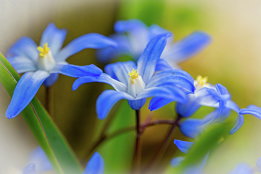 Tiny Blue Flowers Photograph by Sharon Gucker - Fine Art America