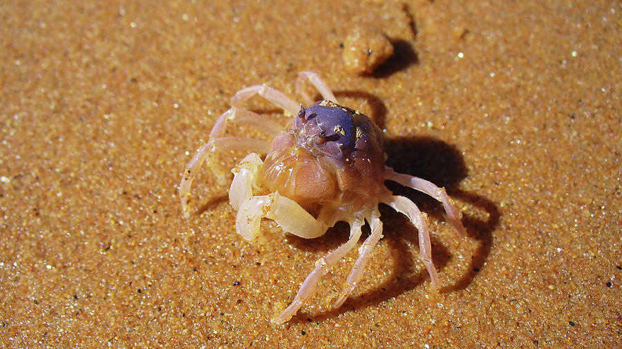 Tiny Blue Soldier Crab  Photograph by Kathrin Poersch