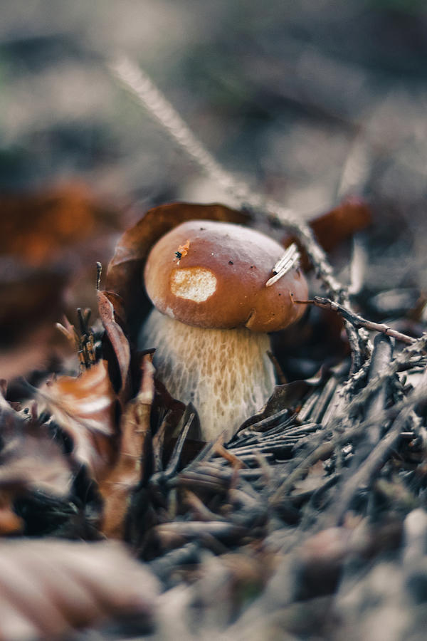 Tiny Boletus edulis hidden among withered leaves and twigs. The brown hat is delicious. Porcino is well hidden from predators. detail on Dictyopus edulis among needles Photograph by Vaclav Sonnek