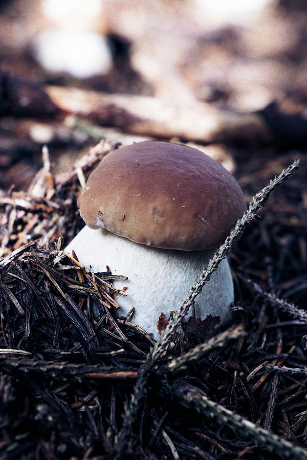 Tiny Boletus Edulis Is Located In Moist Soil In The Middle Of A Spruce Forest. Penny Bun Hidden Under Needles. Porcini Is An Edible Mushroom Ideal For Dinner Or Lunch Photograph