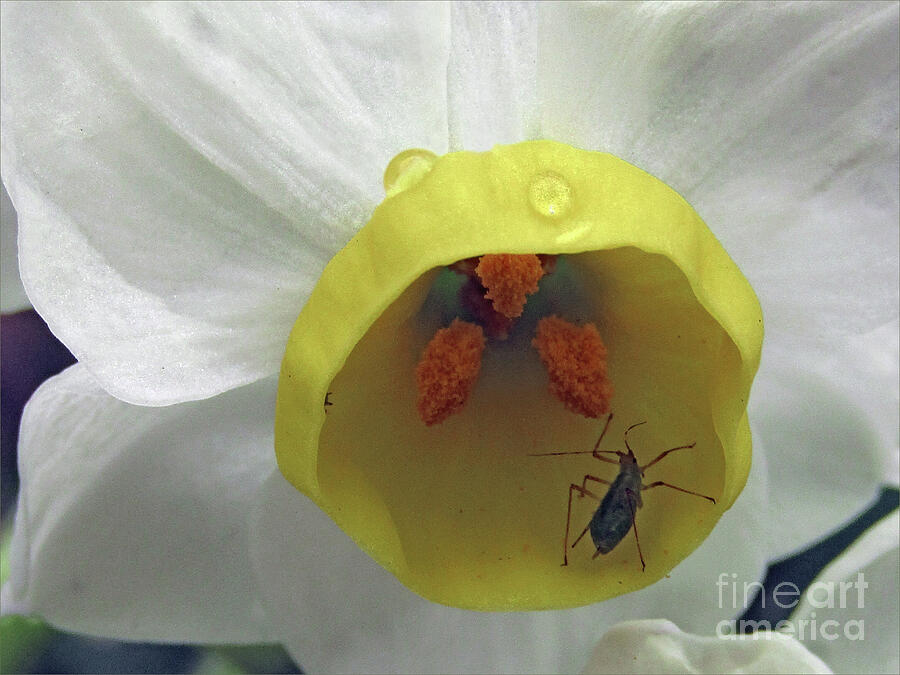 Daffodil Photograph - Tiny Bug on Miniature Daffodil  by Kim Tran