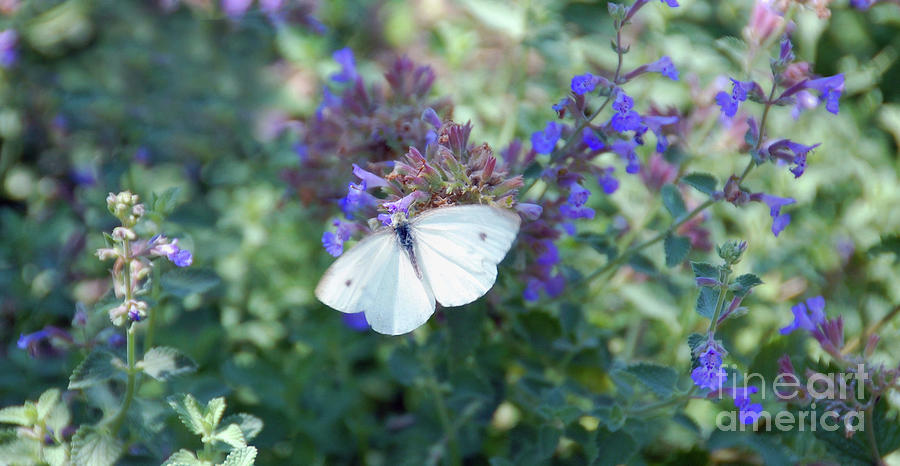 Tiny Cabbage White Butterffy Photograph by Elaine Manley