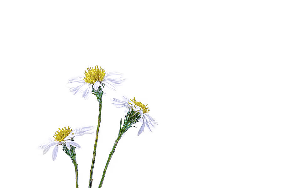 Flower Photograph - Tiny Camomile Flowers by Sandi Kroll