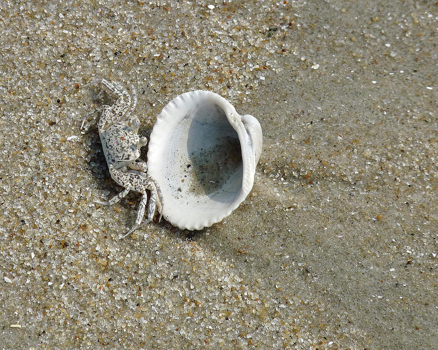 Tiny Crab Photograph by Greta Foose - Fine Art America