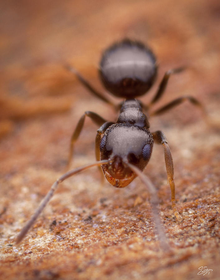 Tiny Crazy Ant 2 Photograph by Endre Balogh