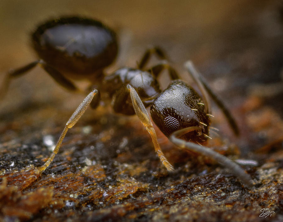 Tiny Crazy Ant  Photograph by Endre Balogh