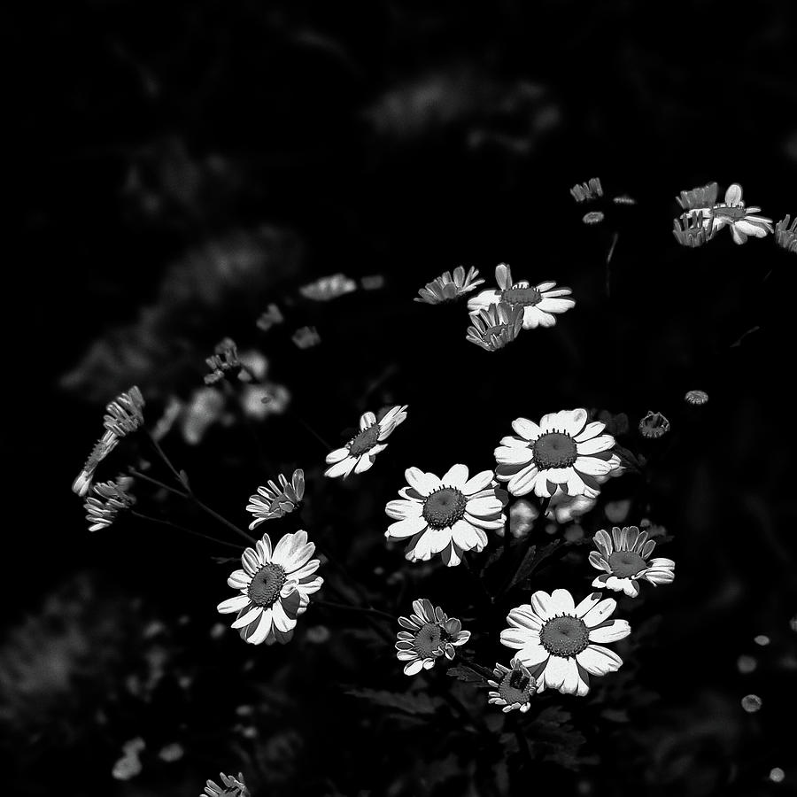 Tiny Daisies Black and White Photograph by Joan Han
