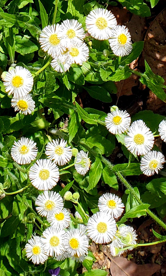 Tiny Daisies Photograph by Kenny Glover