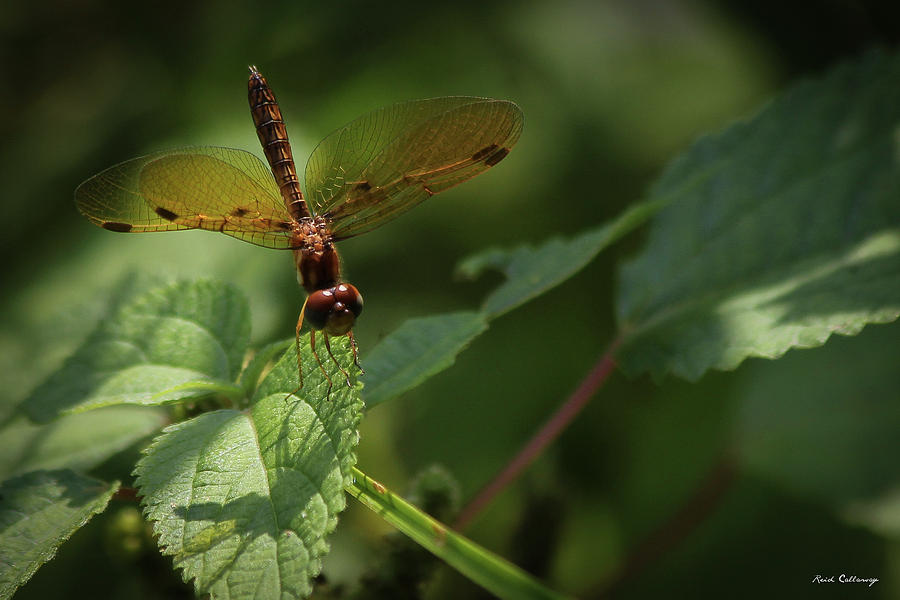 Tiny Dragonfly Shadows Wildlife Art Photograph by Reid Callaway