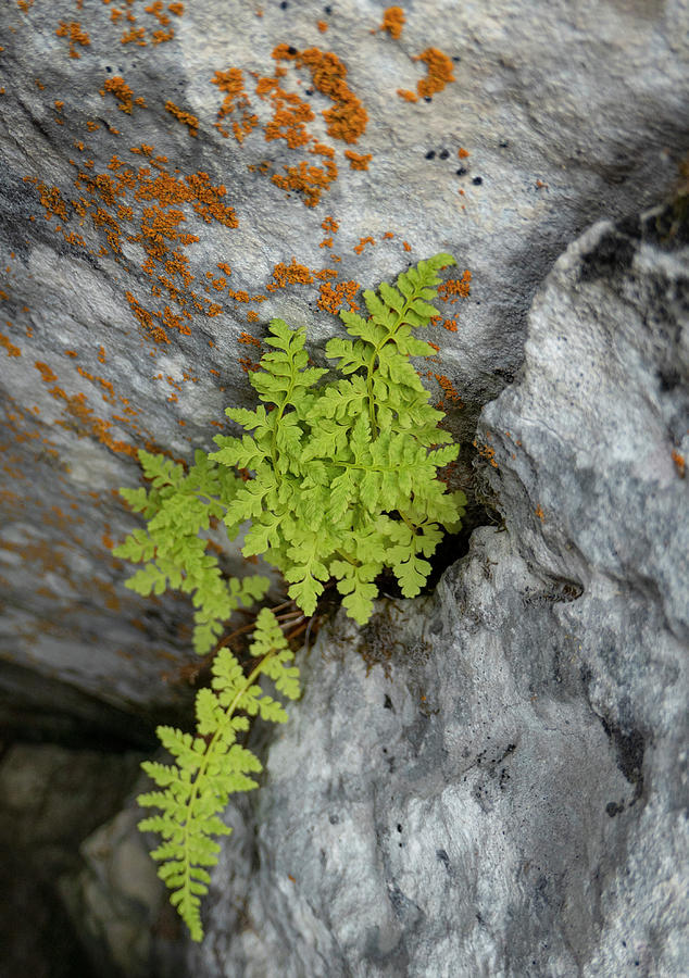Fern Photograph - Tiny Fern In A Rock Crevice by Karen Rispin