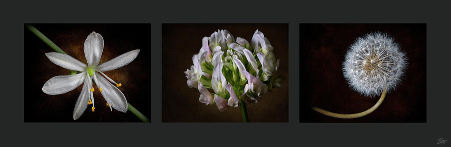 Tiny Flower Triptych Photograph by Endre Balogh