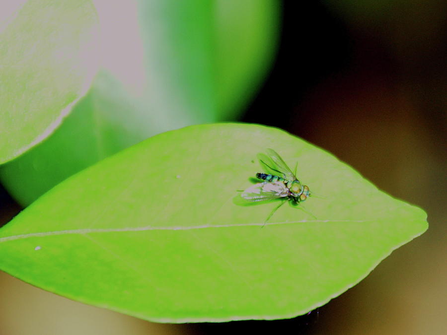 Tiny Fly On A Mango Leaf Photograph