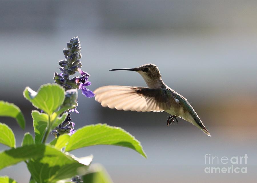 Tiny Flying Hummingbird Close Up Photograph by Carol Groenen