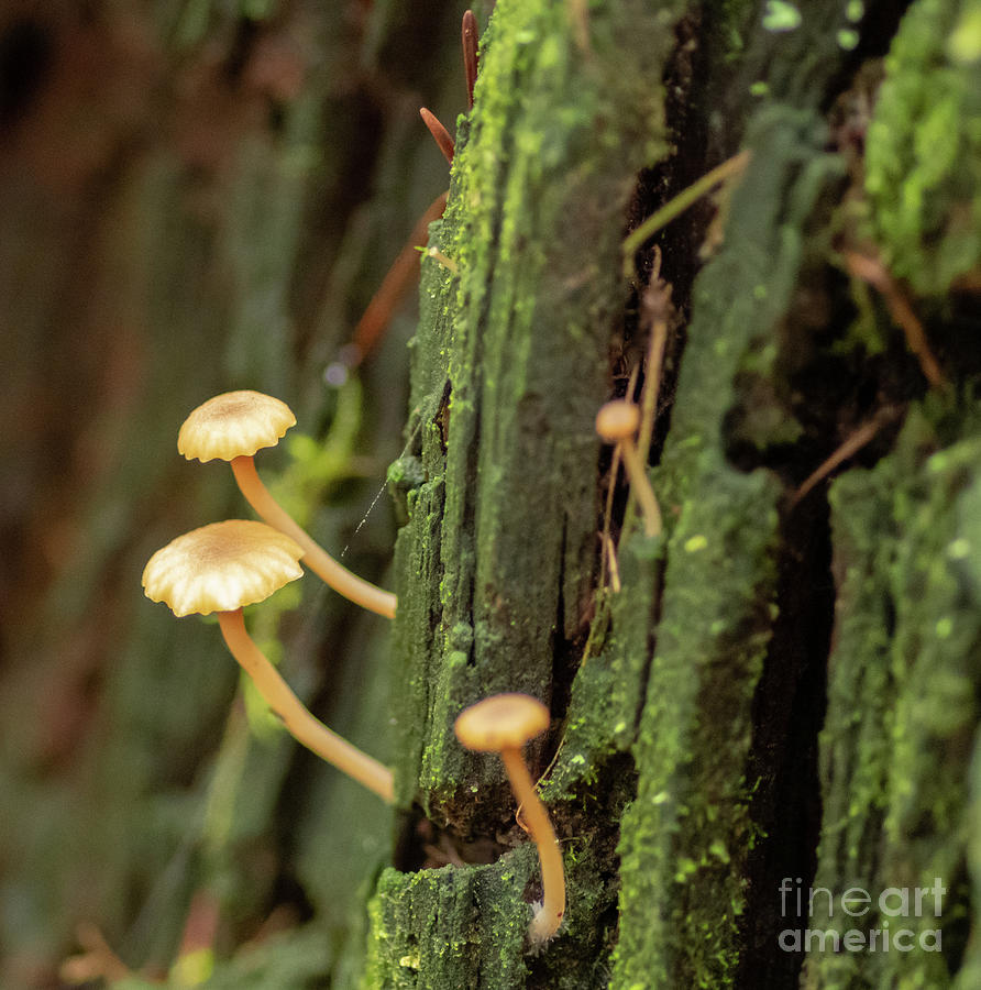 Tiny Forest Shrooms Photograph by Nick Boren