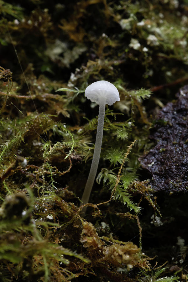Tiny Frosty Bonnet Mushroom on a Tree Photograph by Catherine Avilez