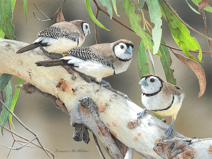 Bird Painting - Tiny Gems - Double-barred Finches by Frances McMahon Watercolour Bird Artist