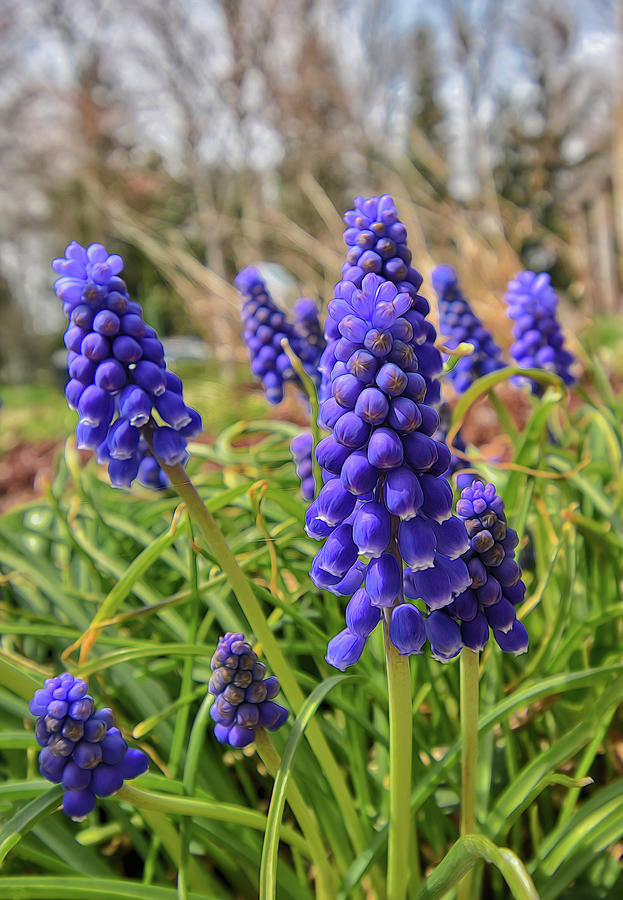 Tiny Grape Hyacinth Photograph by Maria Keady - Fine Art America