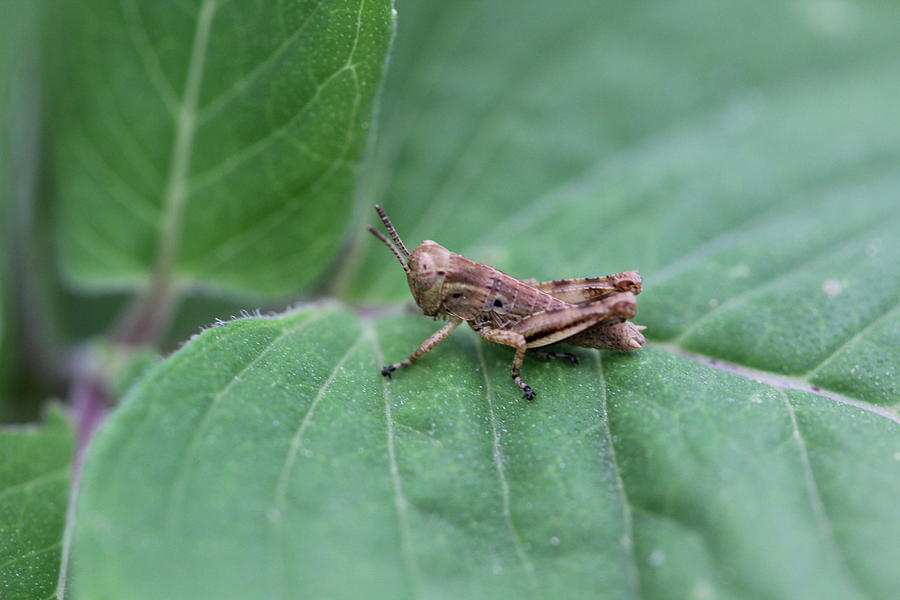 Grasshopper Photograph - Tiny Grasshopper by Callen Harty Grasshopper Photograph - Tiny Grasshopper by Callen Harty