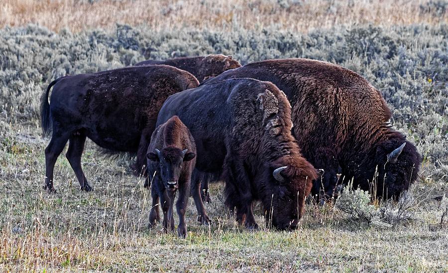 Tiny horns - Bison, Yellowstone Photograph by KJ Swan
