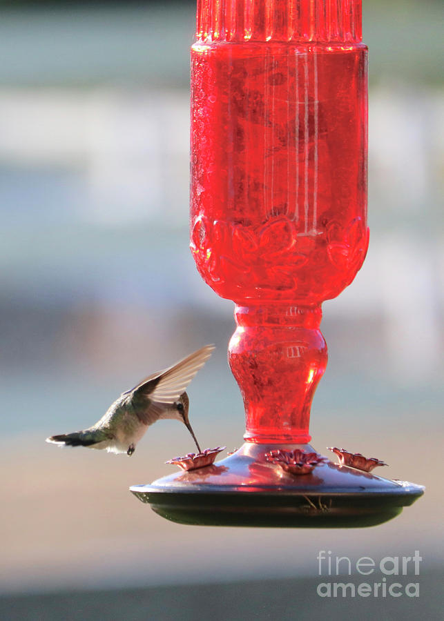 Tiny Hummingbird at Red Feeder Photograph by Carol Groenen