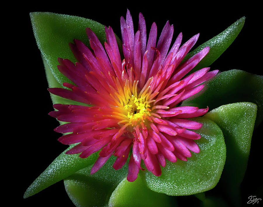 Tiny Ice Plant Flower Photograph by Endre Balogh