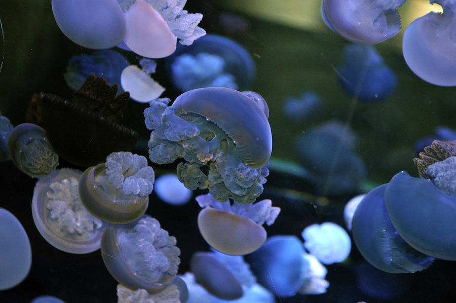 Tiny Jellyfish cluster Photograph by Melissa Roe