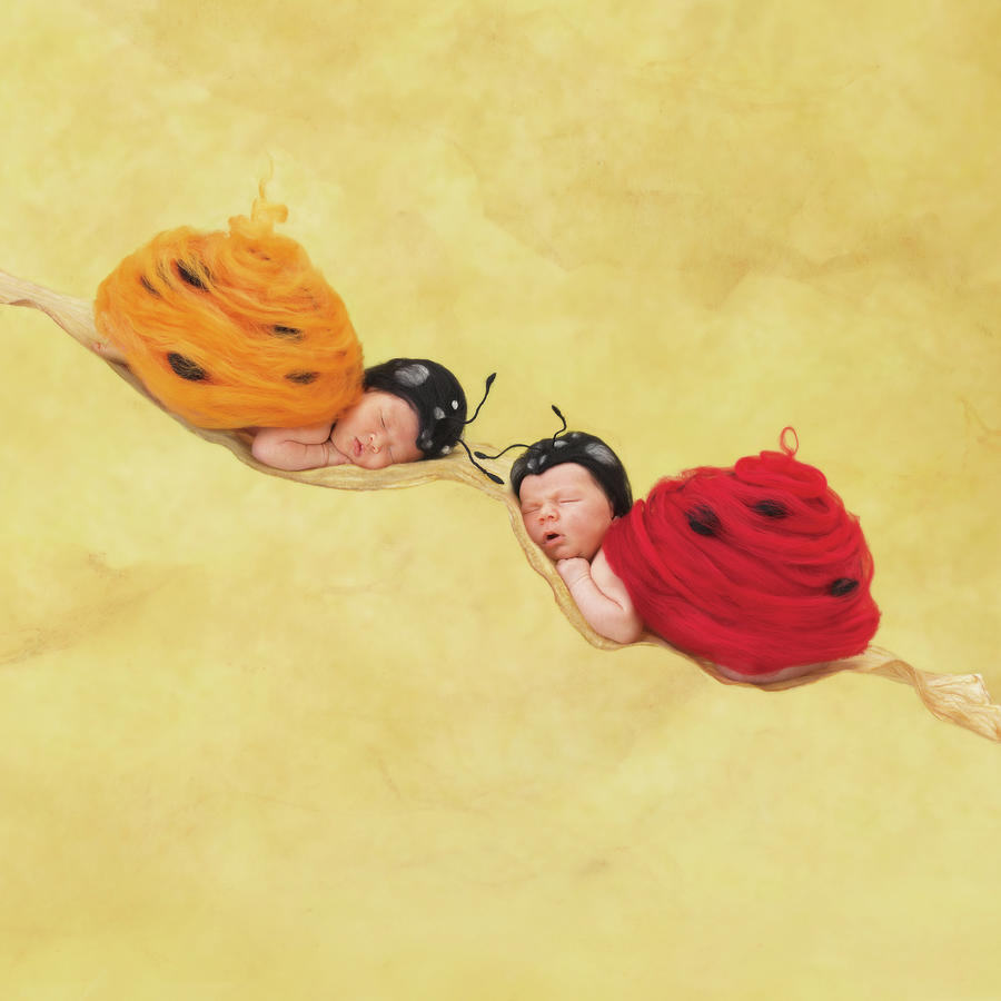 Tiny Ladybugs Photograph by Anne Geddes