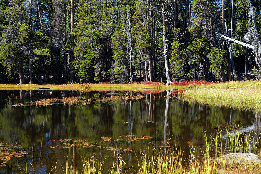 Tiny Lake west of Tenaya, Forest, Pine Trees, Yosemite National  Photograph by Wernher Krutein