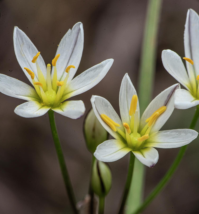 Lily Photograph - Tiny Lilies by Phil And Karen Rispin