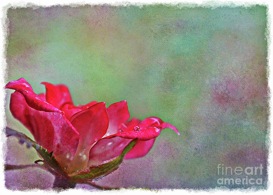 Tiny Miniature Rose in pink and white -  New Version Photograph by Debbie Portwood