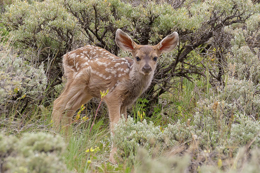 Tiny Mule Deer Fawn Photograph by Vicki Stansbury