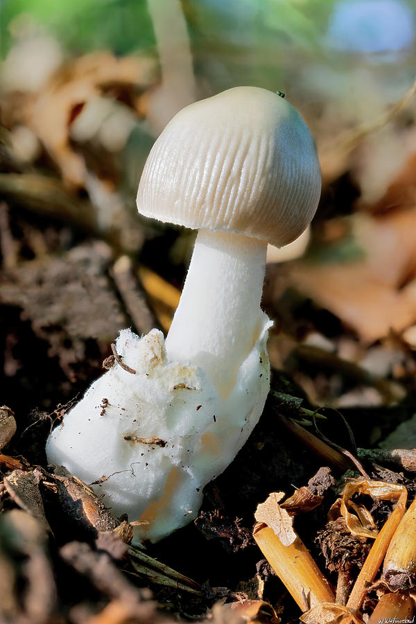 Tiny Grisette Photograph by Weston Westmoreland