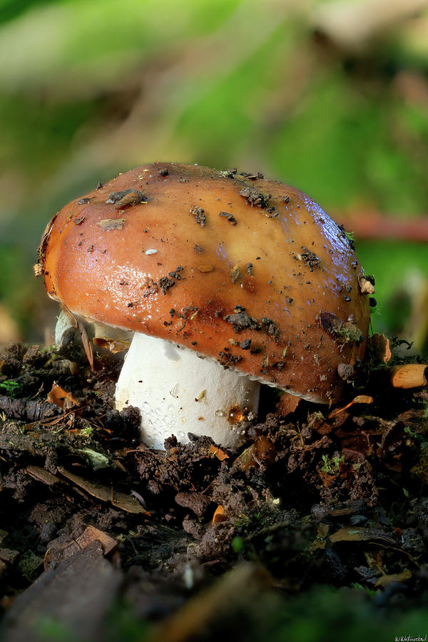 Tiny Mushroom 02 Photograph by Weston Westmoreland