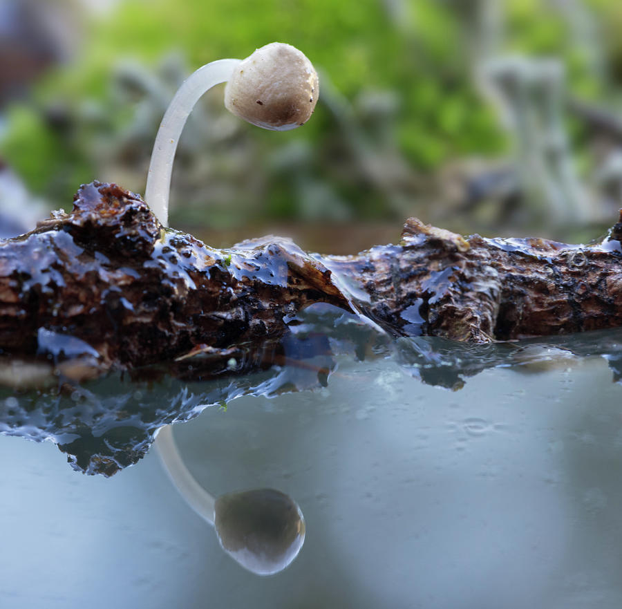 Tiny Mushroom Reflection Photograph by Jean Noren