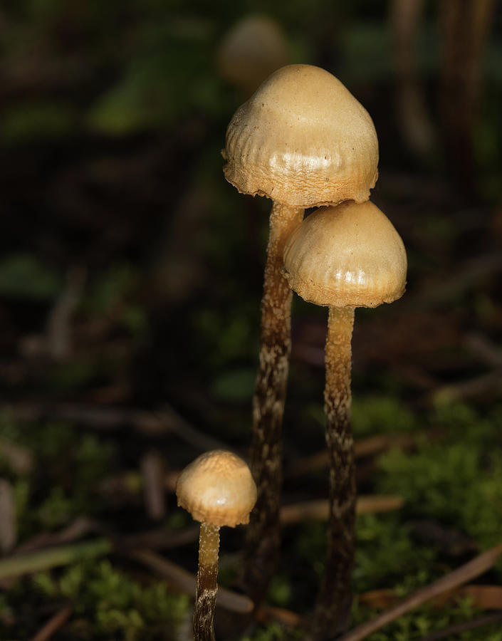 Tiny Mushroom Trio Photograph by Jean Noren