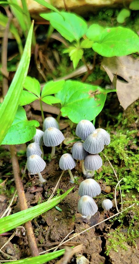 Tiny Mushrooms Photograph