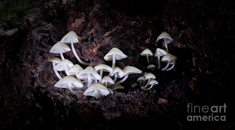 Tiny mushrooms Pyrography by Joseph Miko