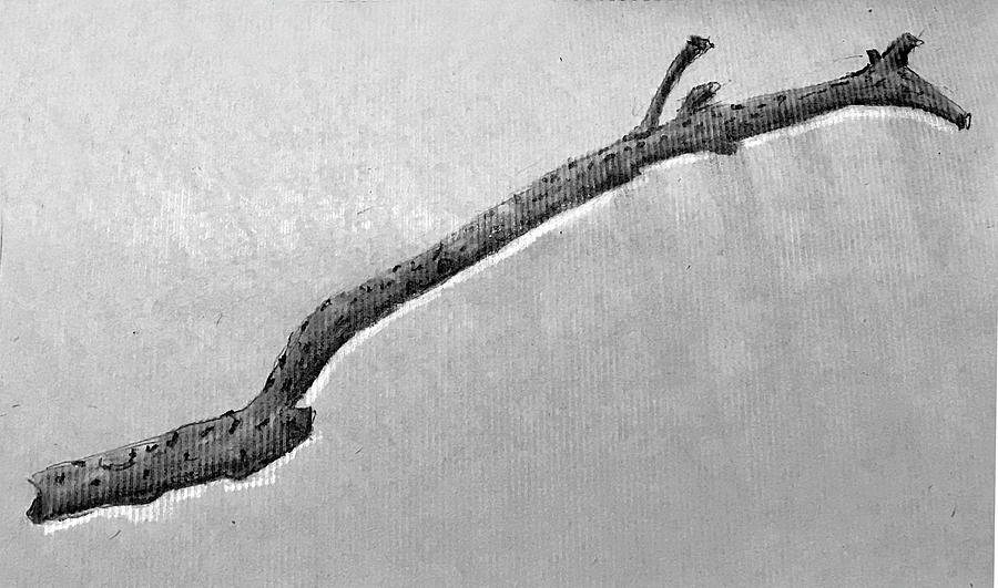 Tiny Oak Stick Drawing by Kevin Callahan