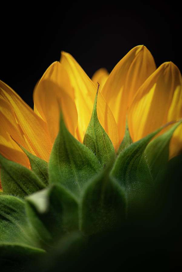 Tiny Part of a Sunflower Photograph by Philippe Sainte-Laudy