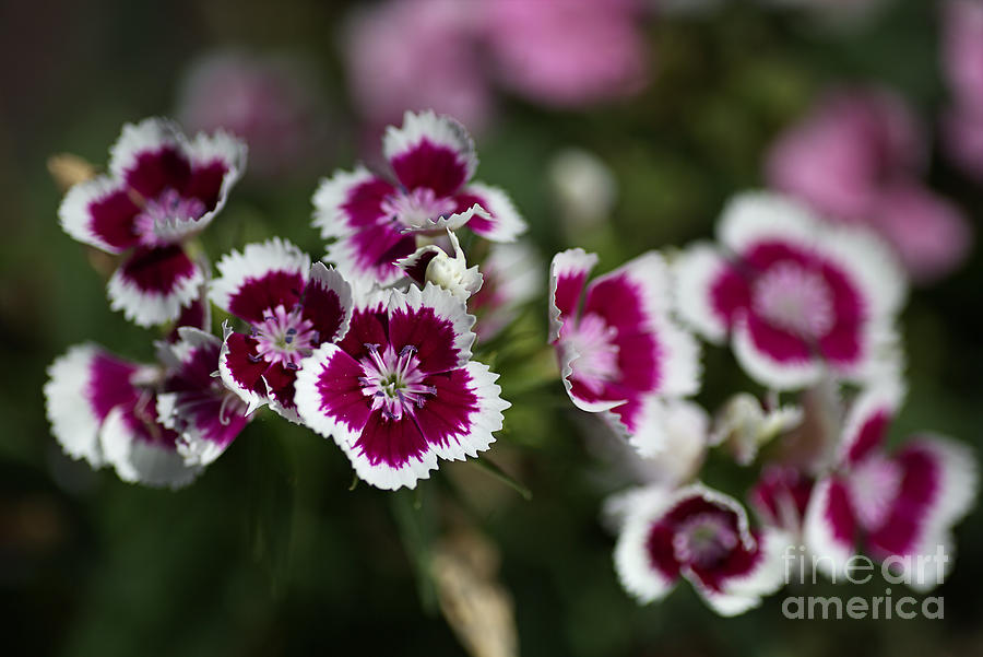 Tiny Pink and White Flowers Photograph by Joy Watson