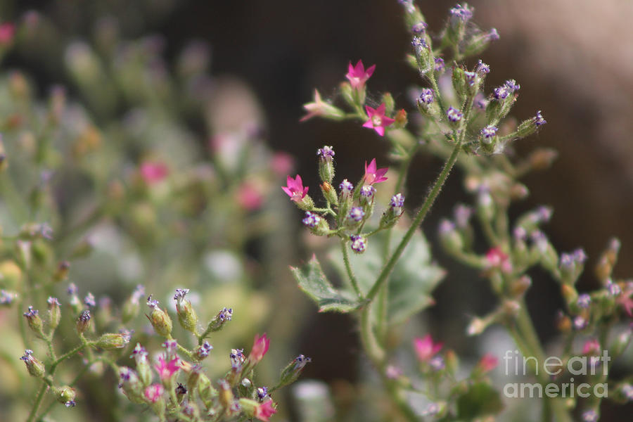 Tiny Pink Wildflowers Coachella Valley Wildlife Preserve Photograph by Colleen Cornelius