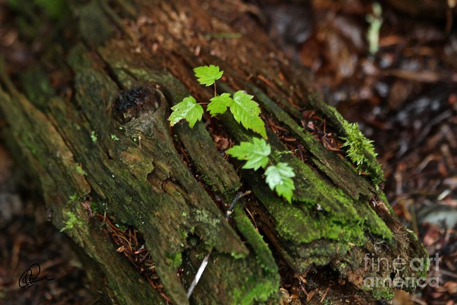 Tiny Plant World Photograph by Ann E Robson