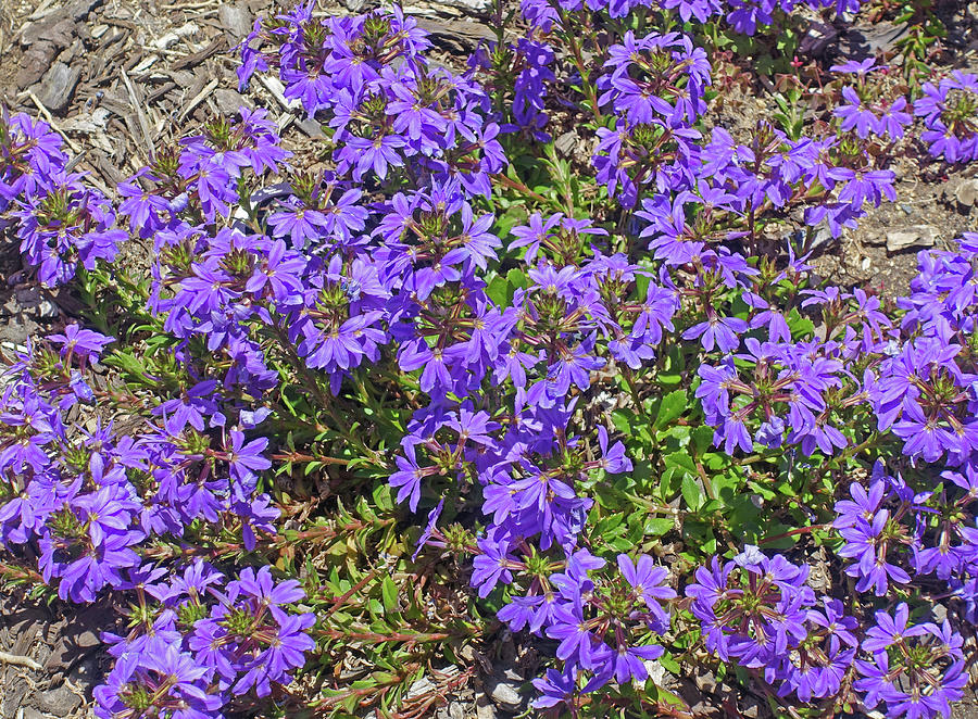 Tiny Purple Flowers Photograph by Lynda Lehmann