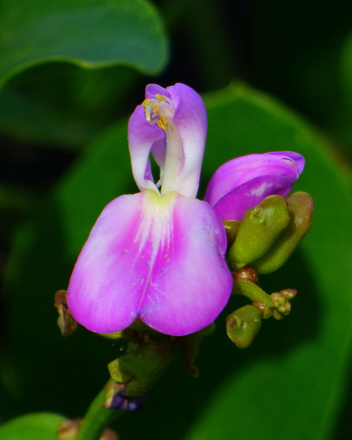 Tiny Purple Flower In San Juan Puerto Rico Photograph