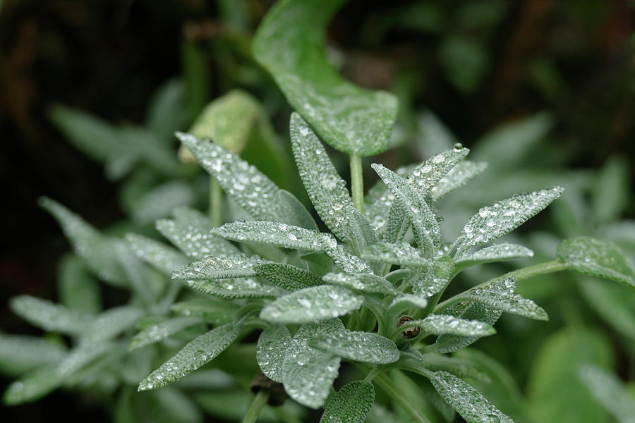 Tiny raindrops cover sage leaves Photograph by Steve Estvanik