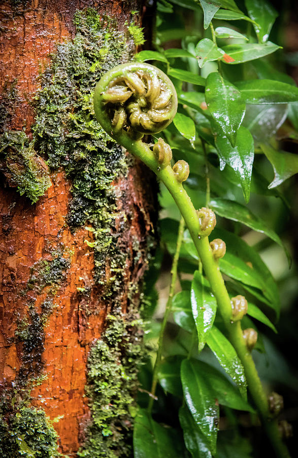 Tiny Rainforest Secrets Photograph by Karen Wiles
